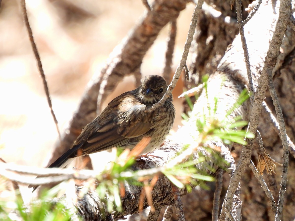 Dark-eyed Junco - ML641048284