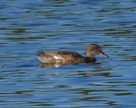 Gadwall - ML641048290