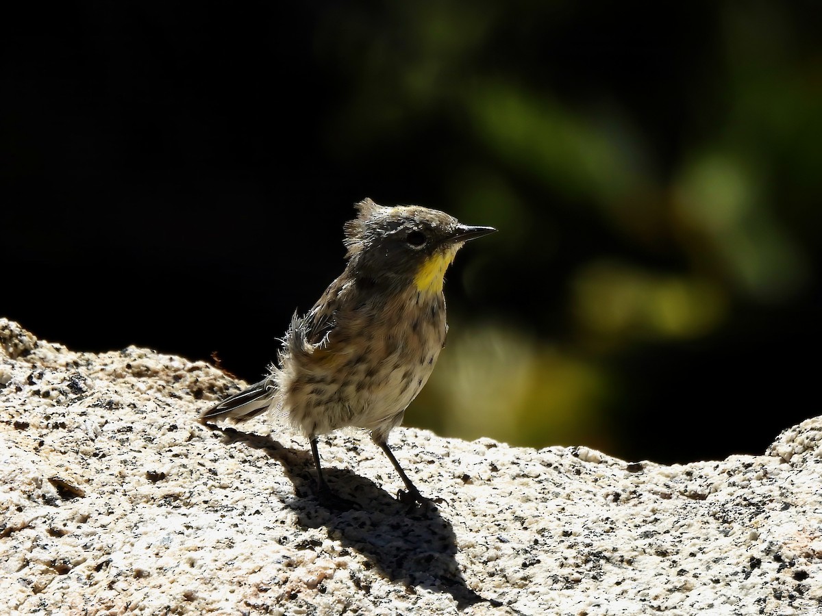 Пісняр-лісовик жовтогузий (підвид auduboni) - ML641048313
