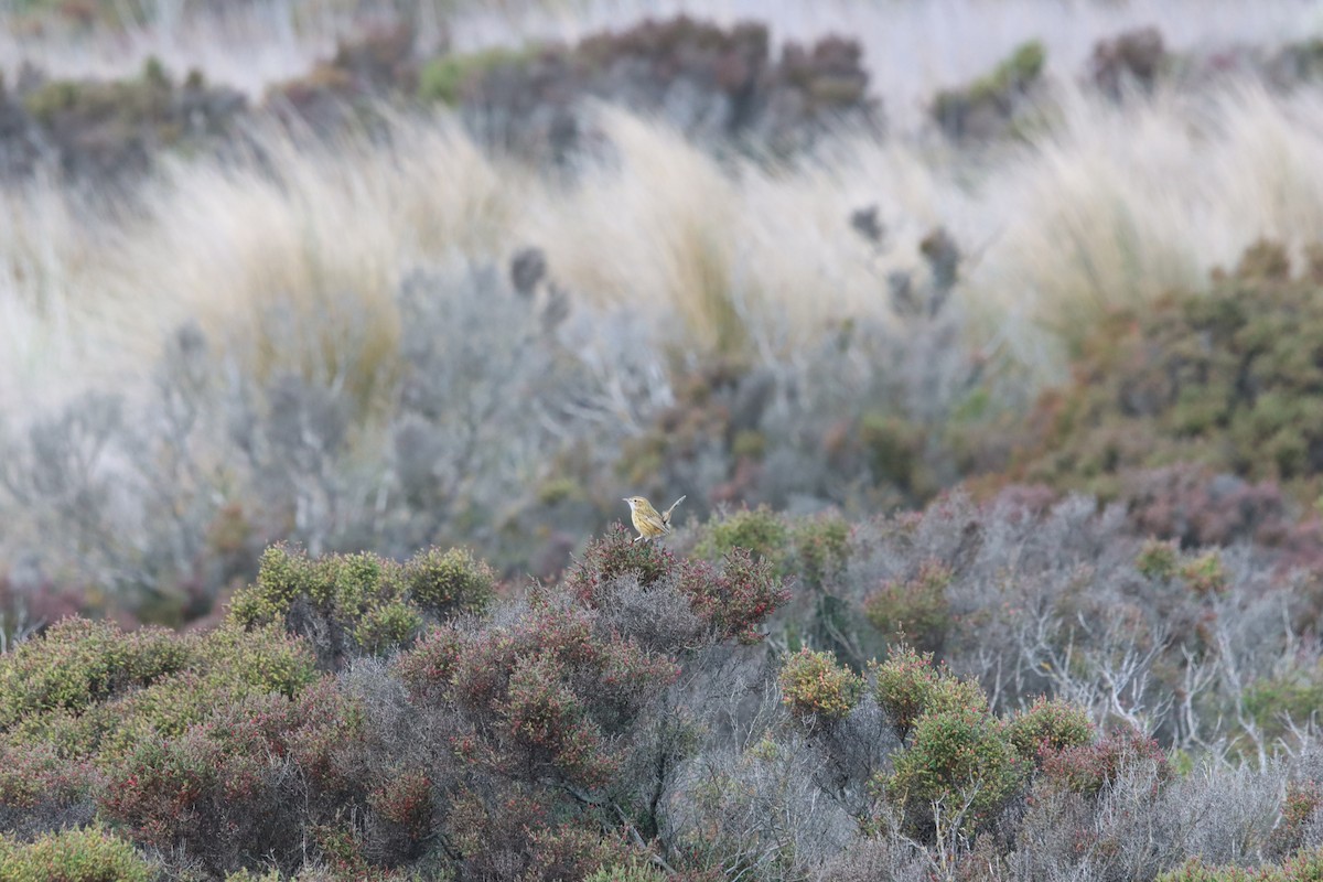 Striated Fieldwren - ML641048400