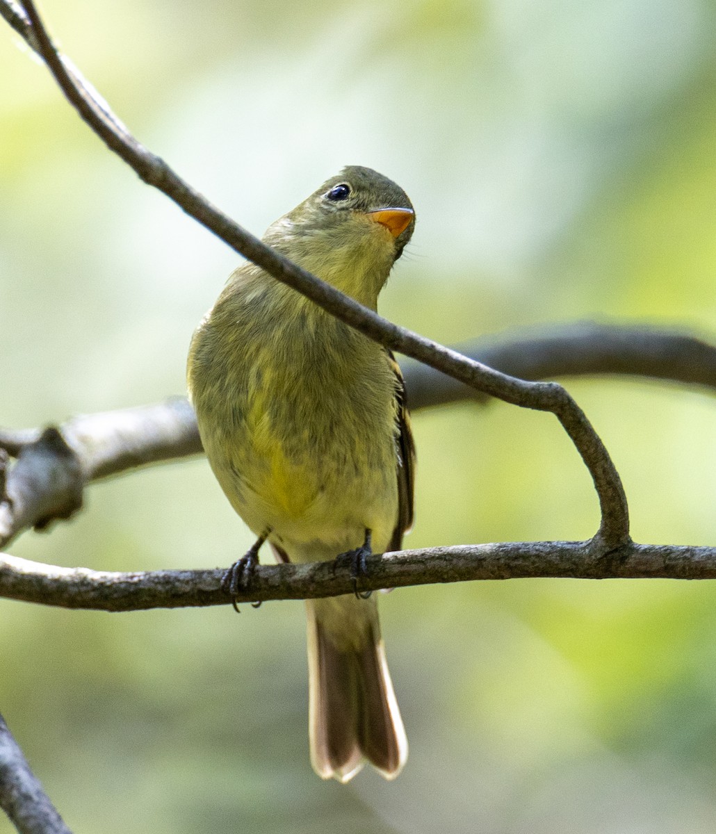 Moucherolle à ventre jaune - ML641048437