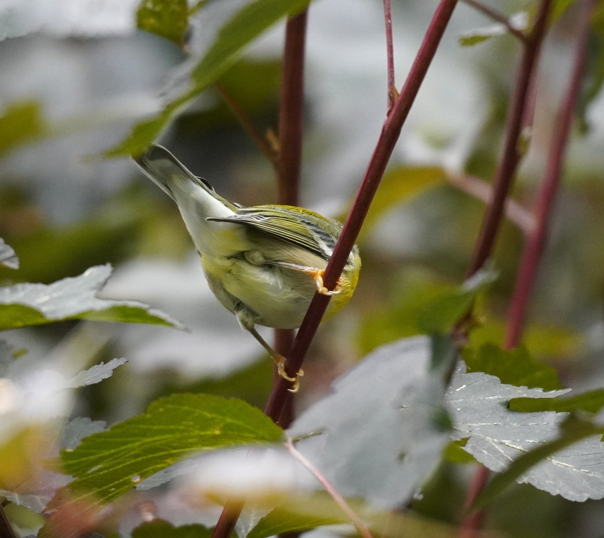 Northern Parula - ML641048446
