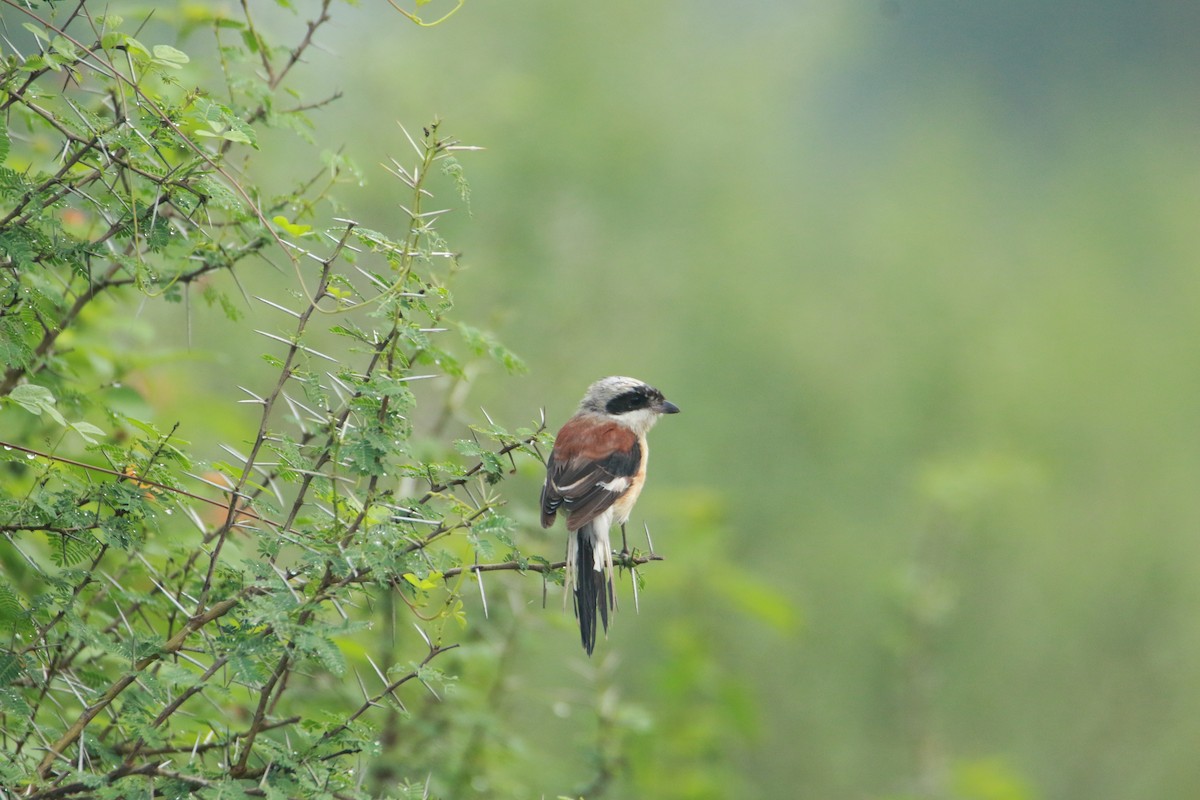 Bay-backed Shrike - ML641048463