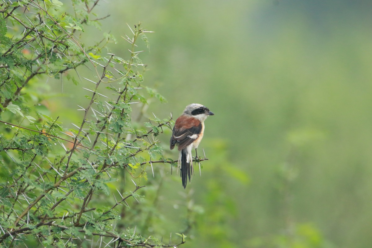 Bay-backed Shrike - ML641048465