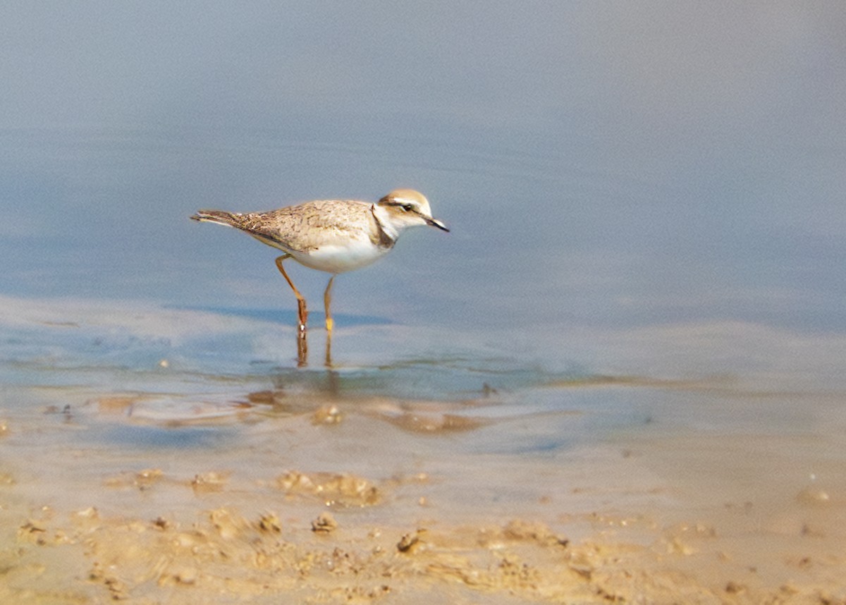 Long-billed Plover - ML641048482