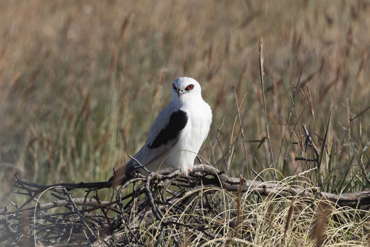 Letter-winged Kite - ML641048488
