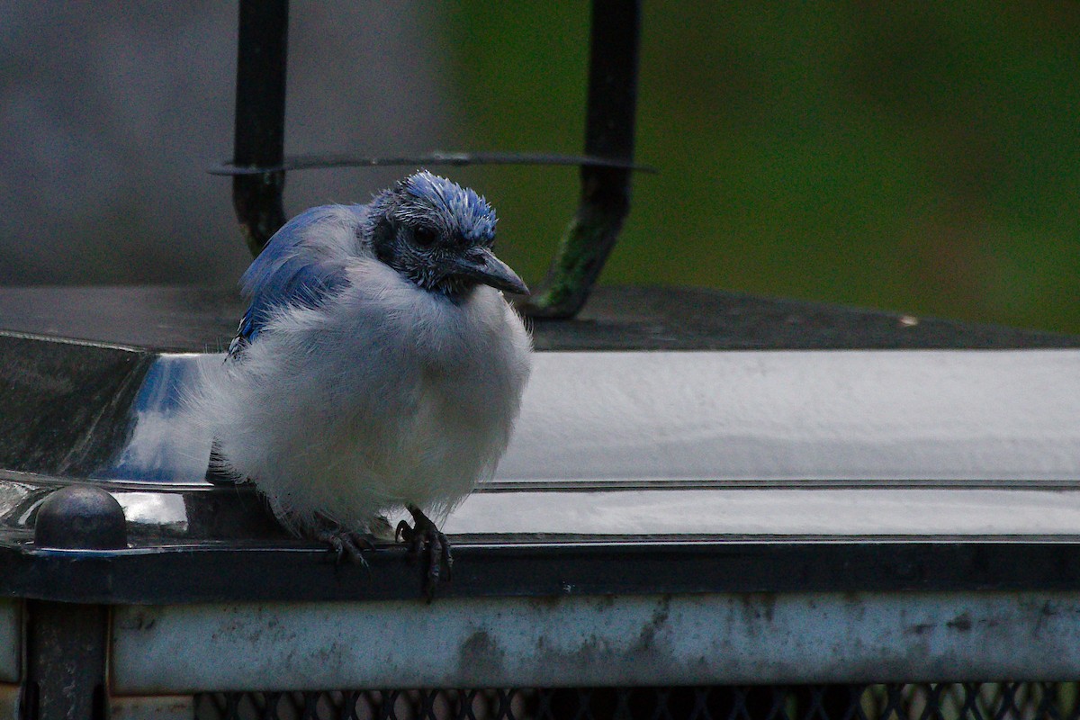 Blue Jay - ML641048514
