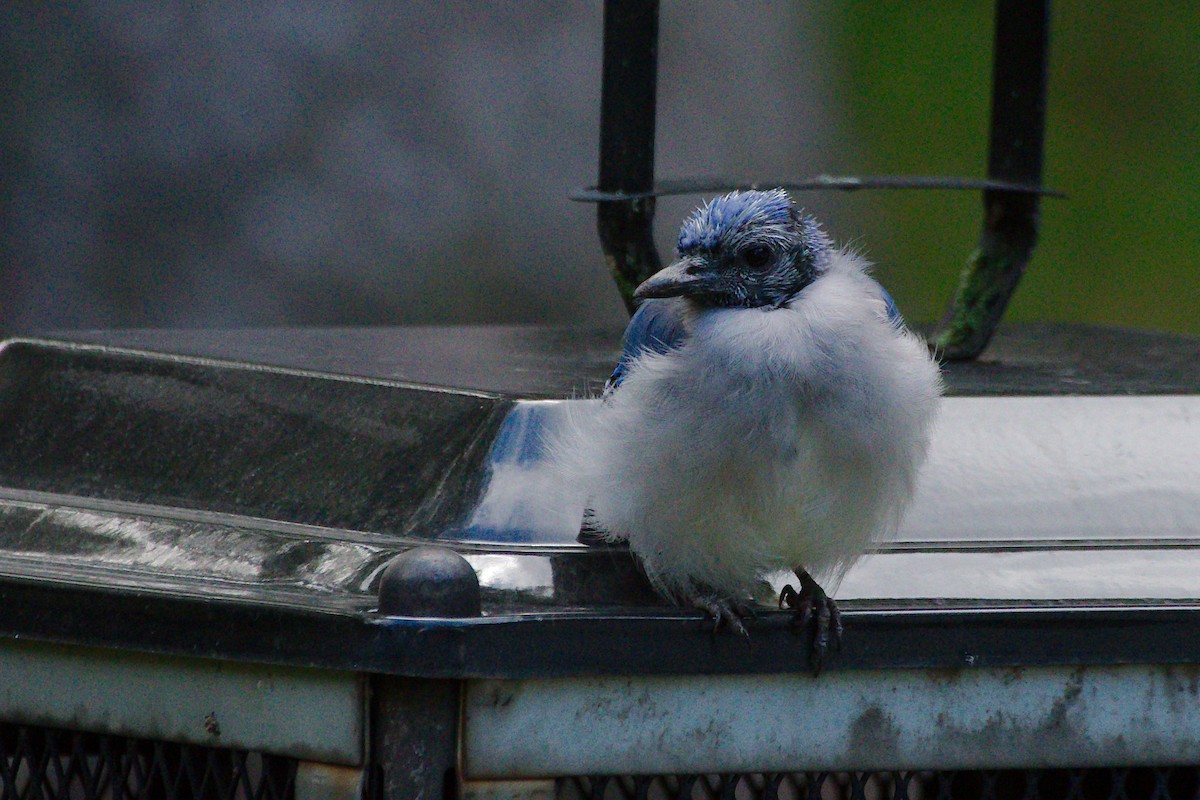 Blue Jay - ML641048515