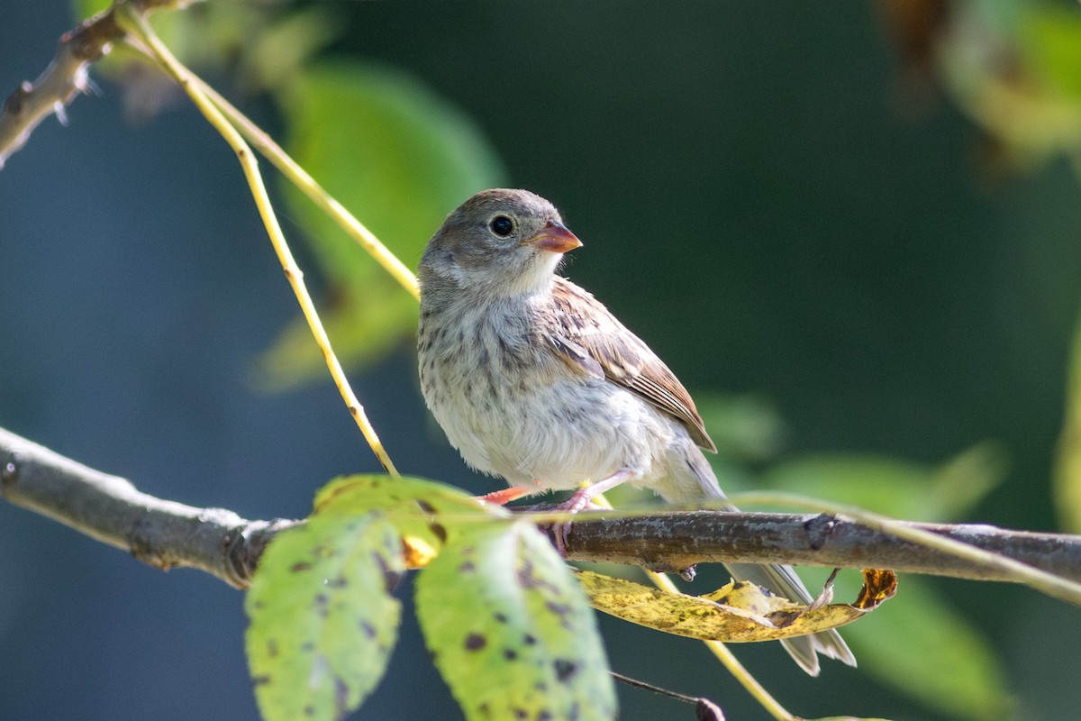 Field Sparrow - ML641048576
