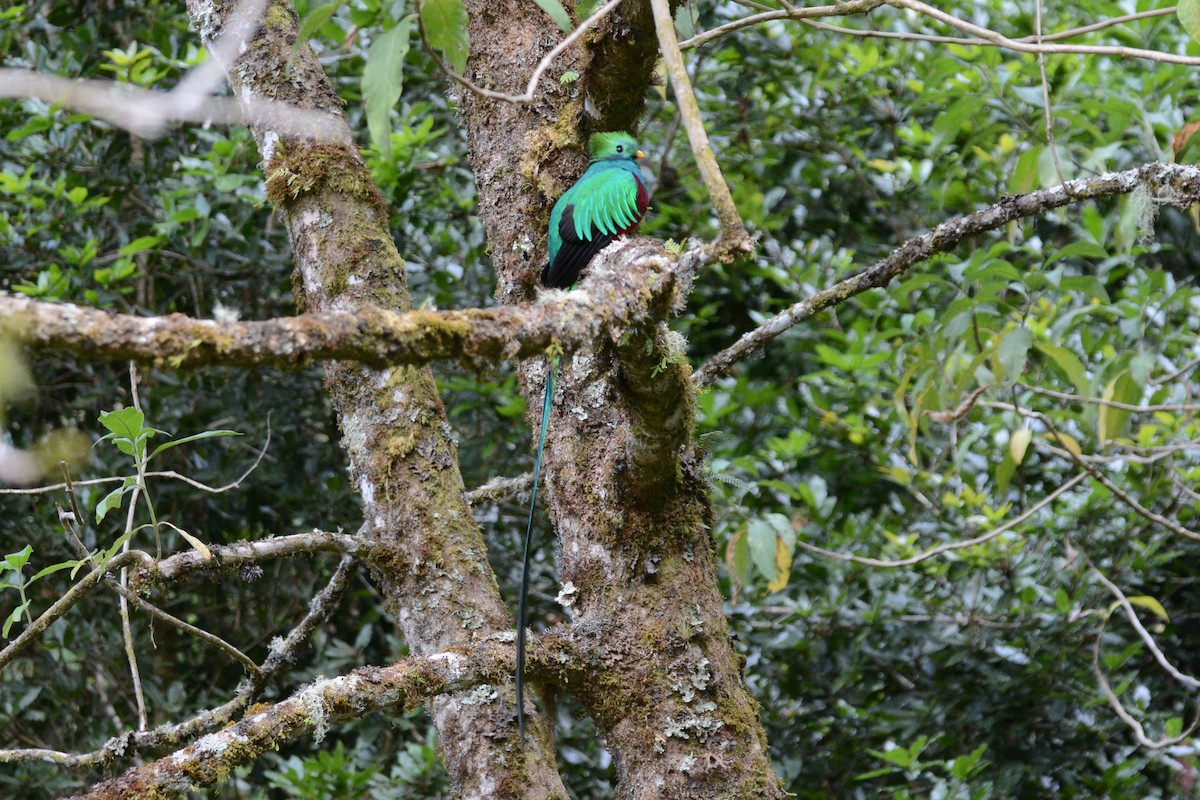 Resplendent Quetzal - ML64104861