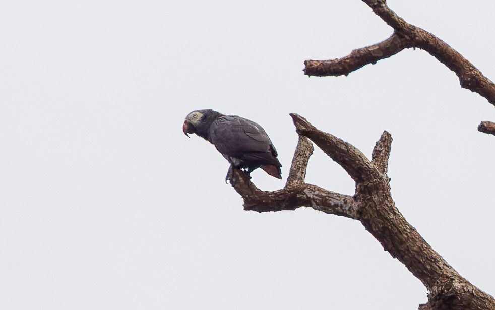 Timneh Parrot - ML641048619