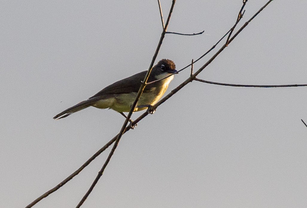 Simple Greenbul - ML641048625