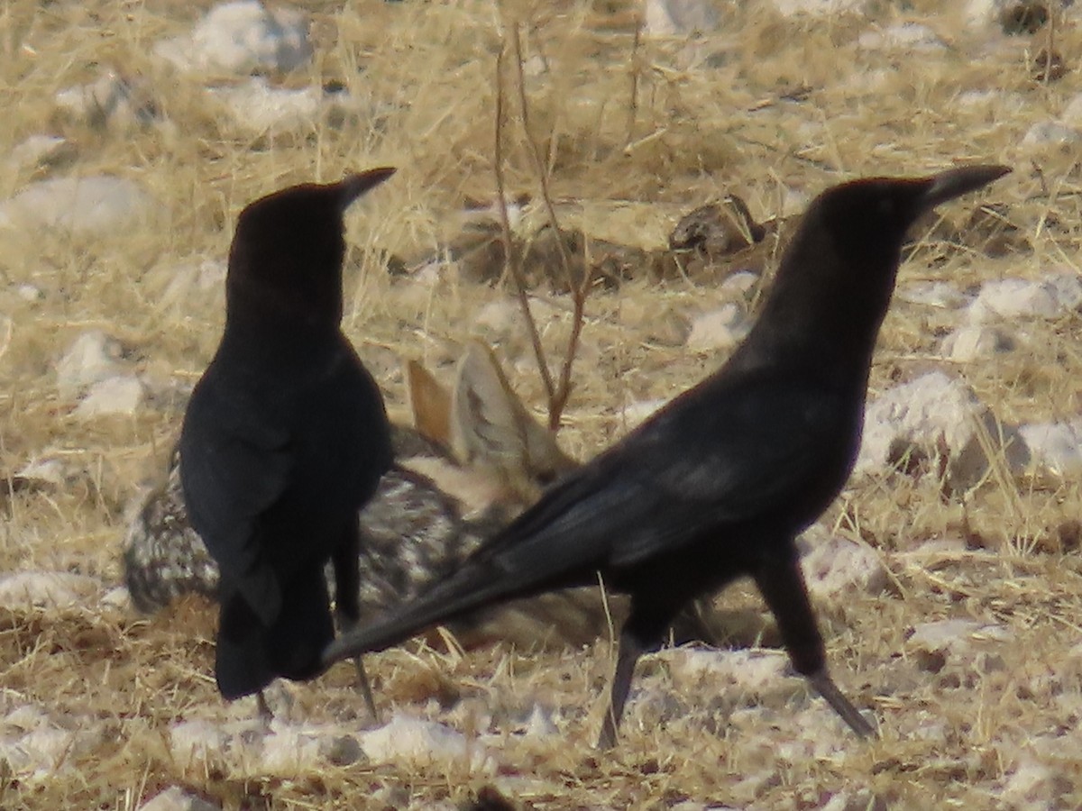 Cape Crow - ML641048709