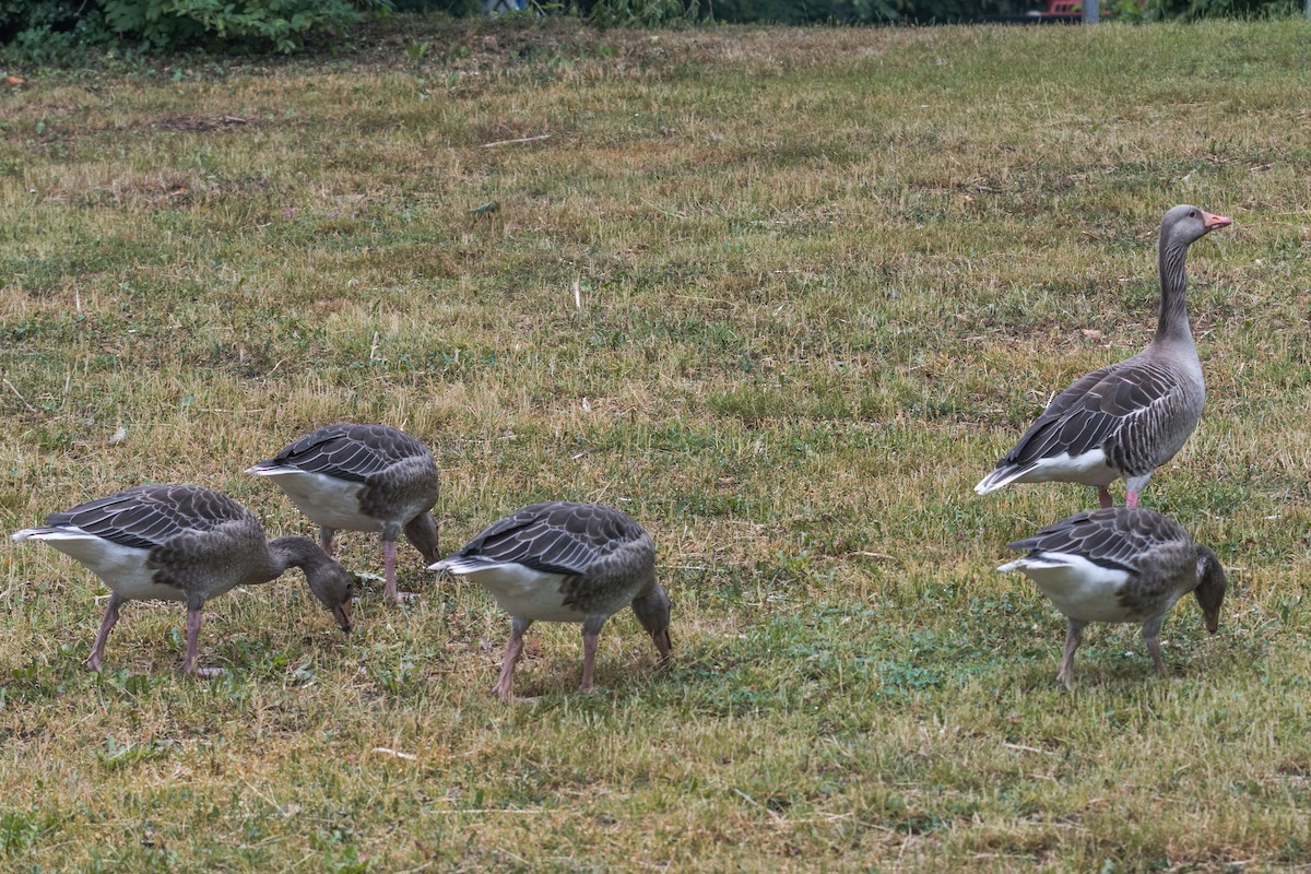 Graylag Goose - ML641048737