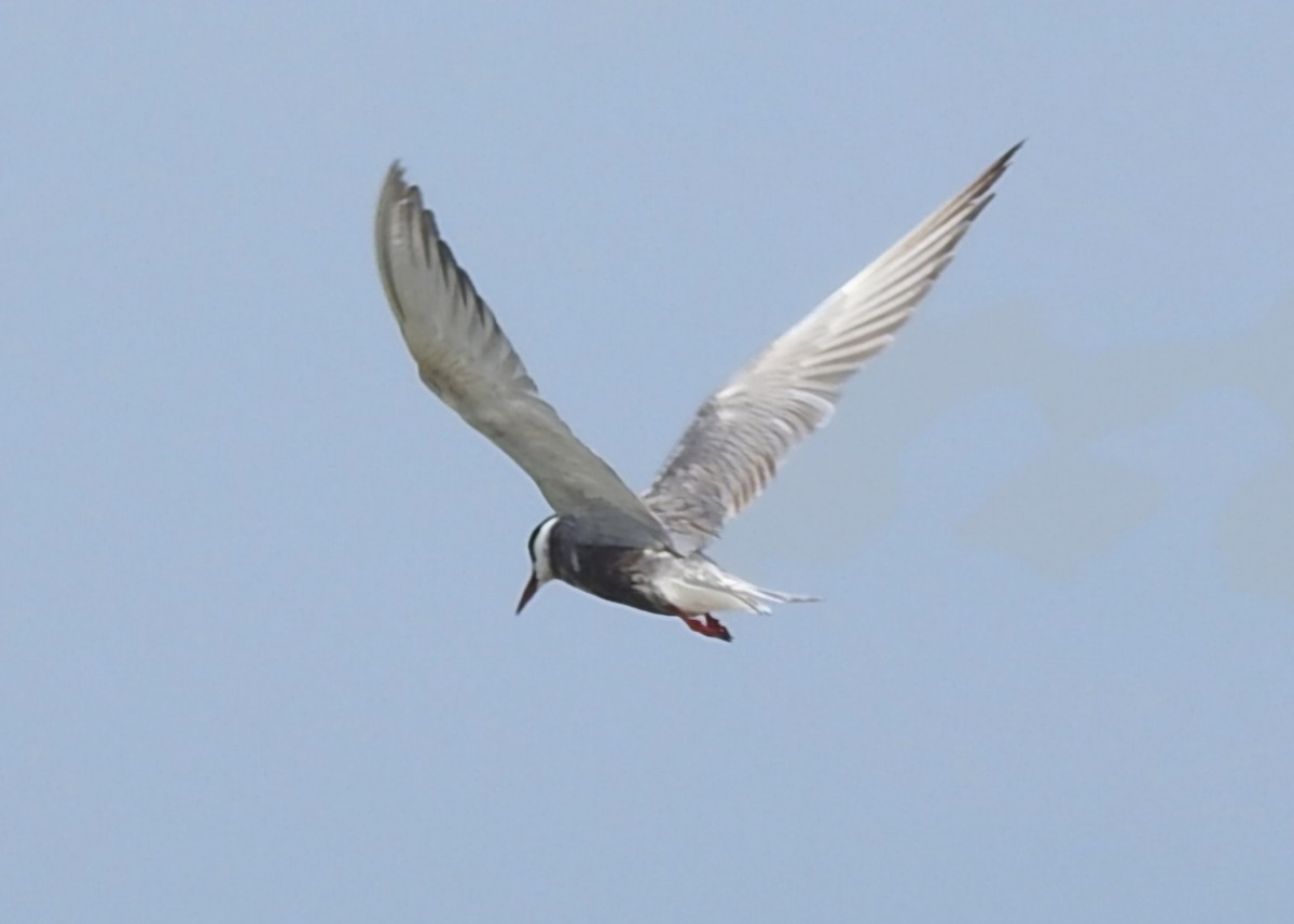 Whiskered Tern - ML641048768