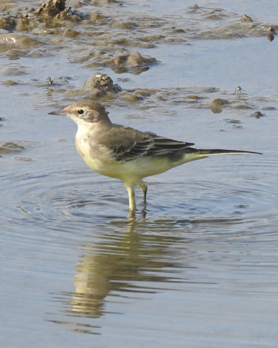 Western Yellow Wagtail (flava) - ML641048777