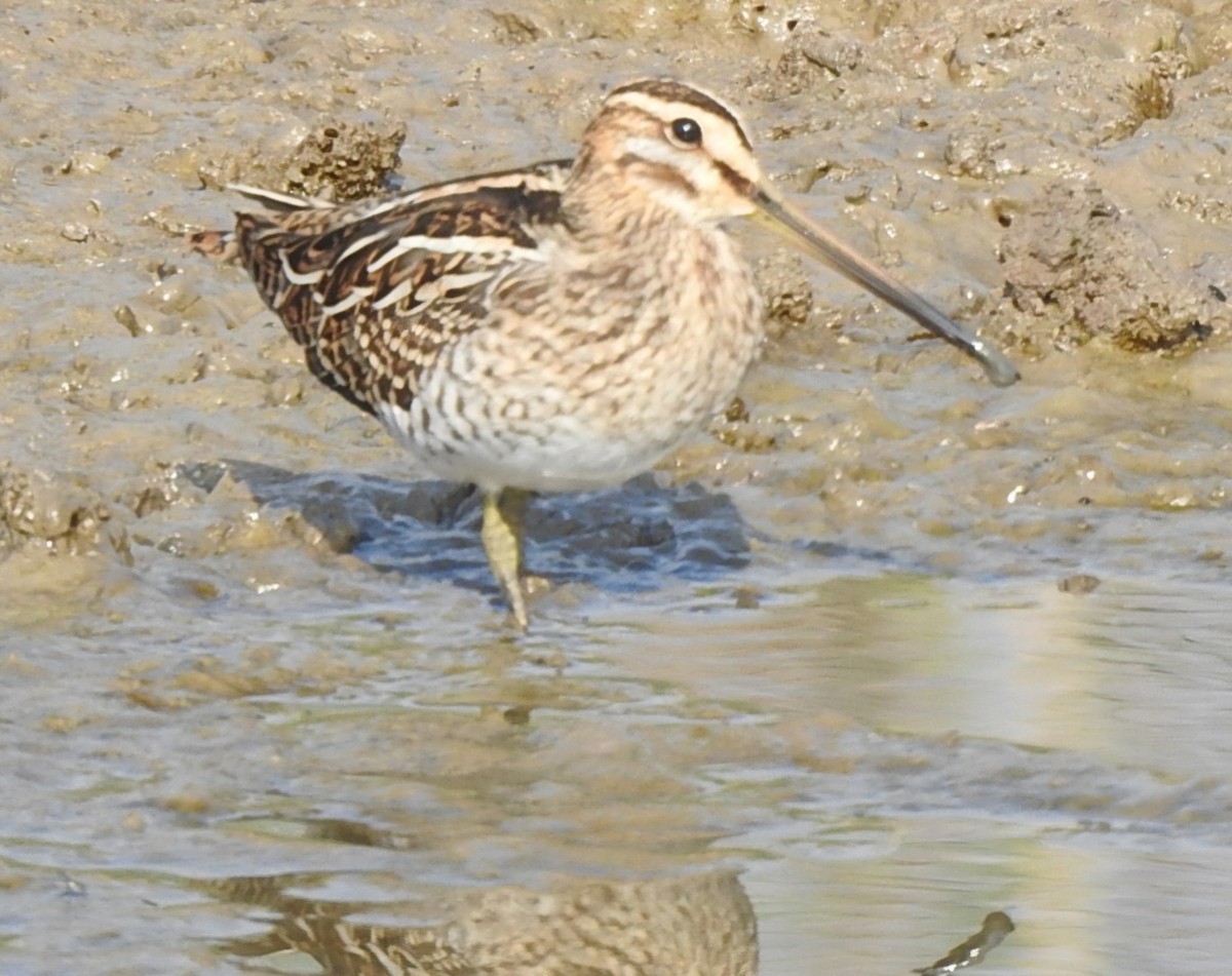 Common Snipe - ML641048783