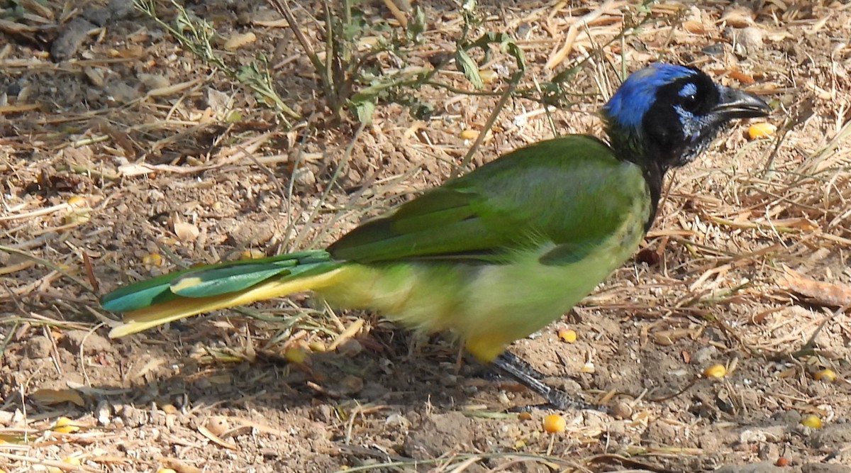 Green Jay - ML641048786