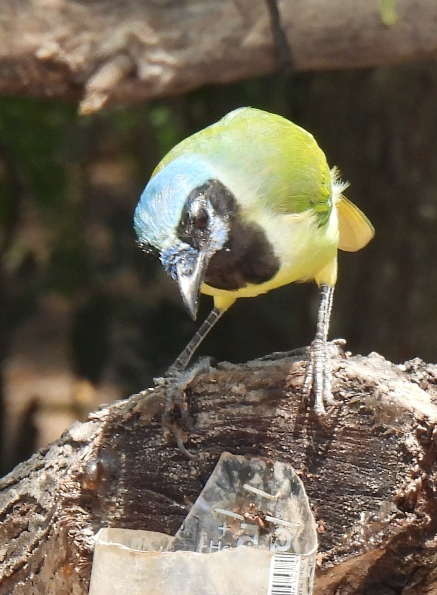 Green Jay - ML641048791