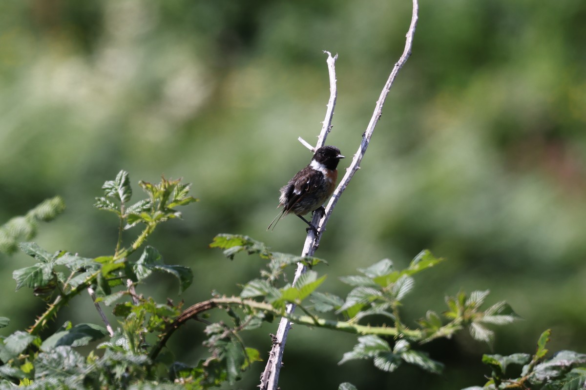 European Stonechat - ML641048795