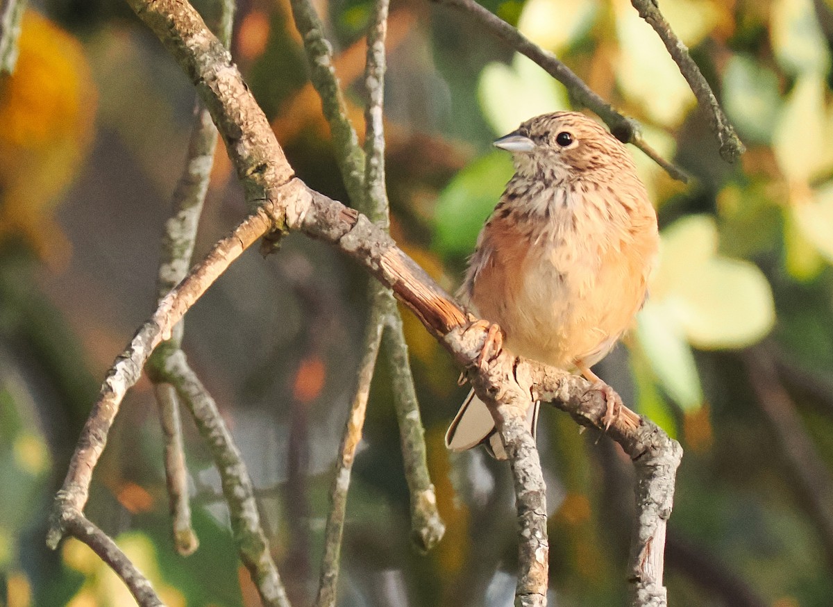 Rock Bunting - ML641048802
