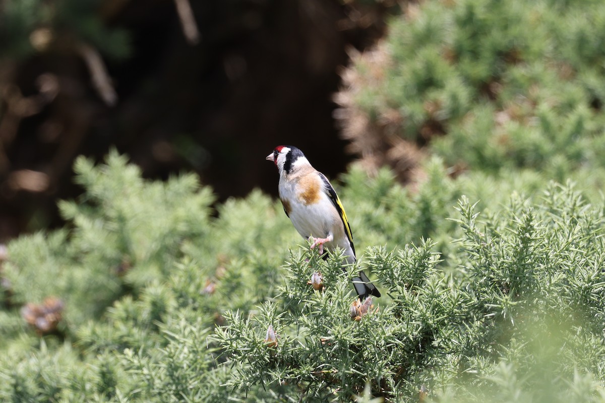 European Goldfinch - ML641048807