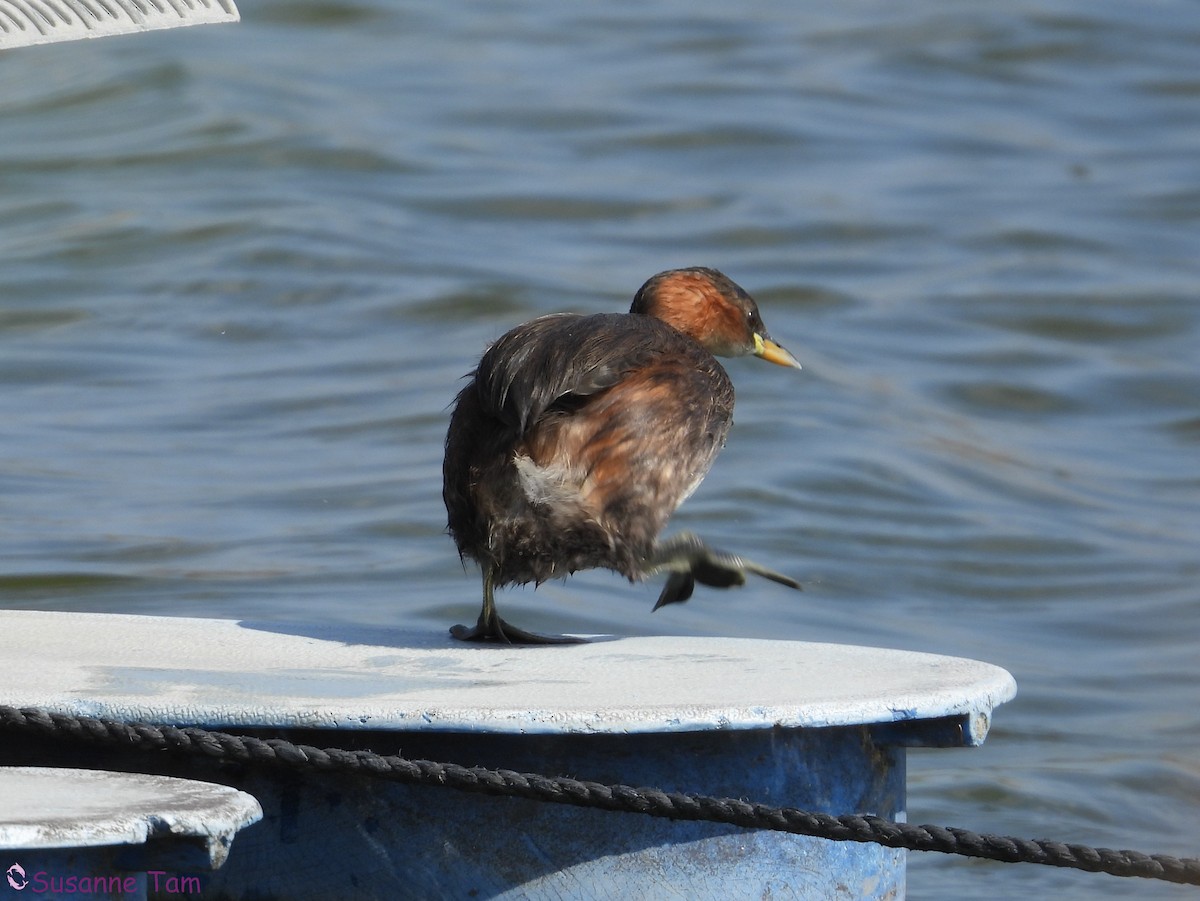 Little Grebe - ML641048810