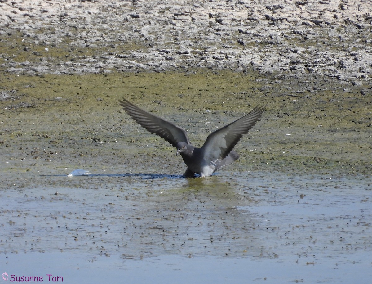 Rock Pigeon (Feral Pigeon) - ML641048815