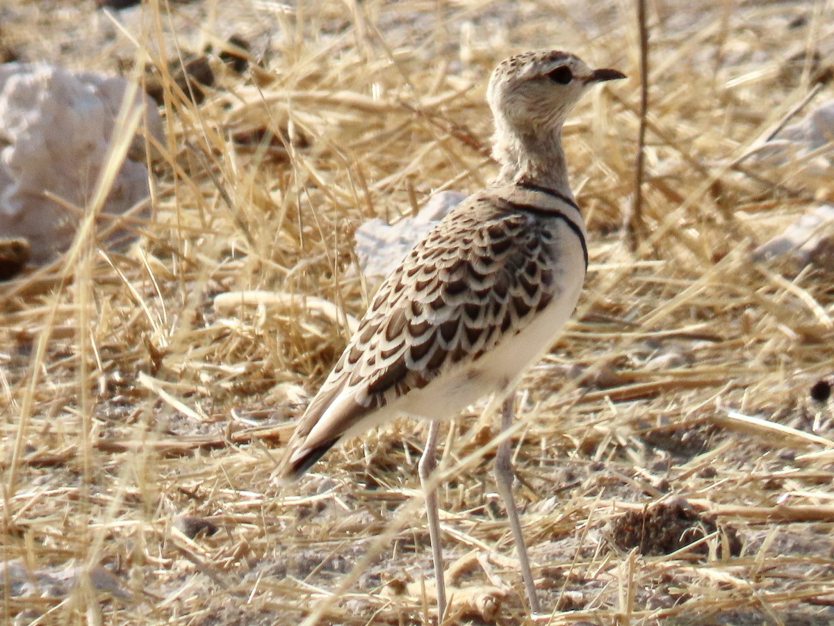 Double-banded Courser - ML641048844