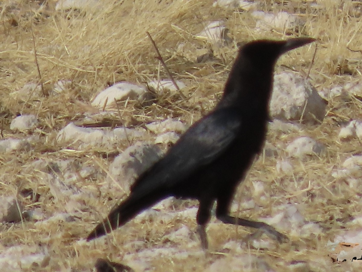 Cape Crow - ML641048861