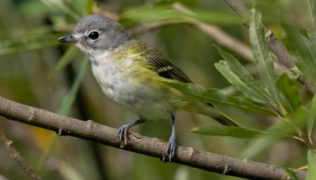 eremittvireo - ML641048907