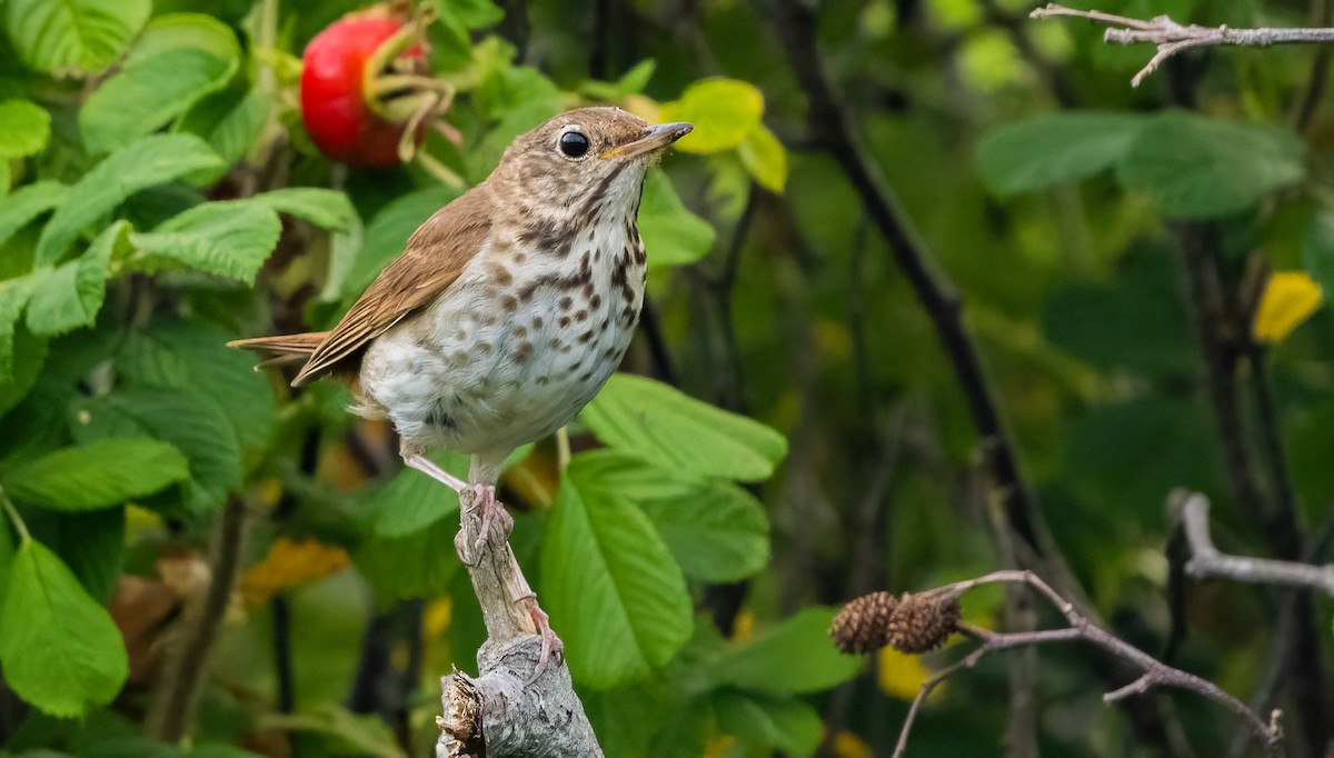 Hermit Thrush - ML641048974