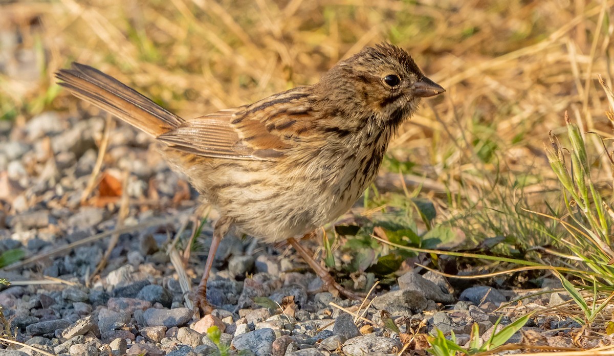 Song Sparrow - ML641048984