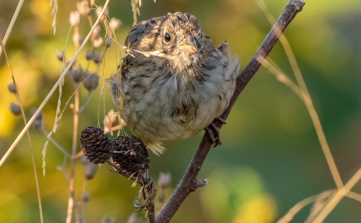 Song Sparrow - ML641048985