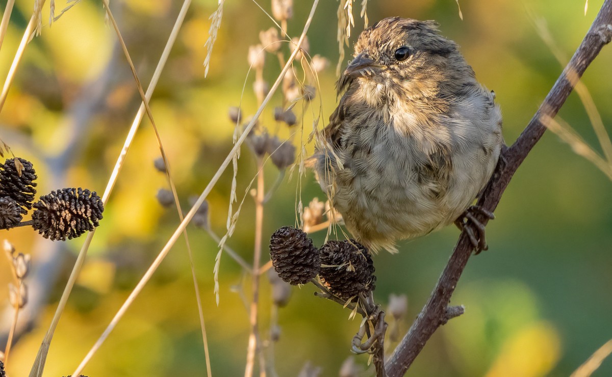 Song Sparrow - ML641048986