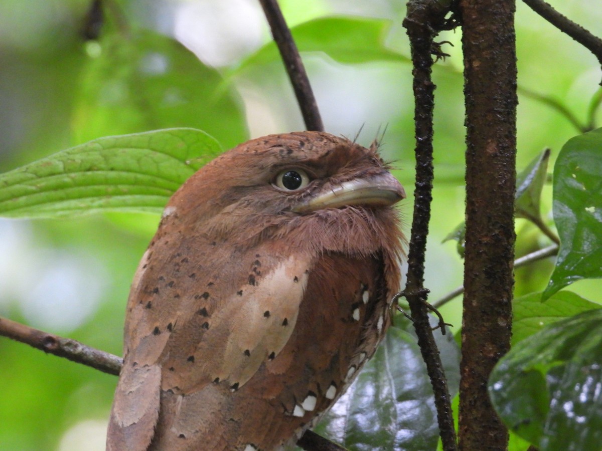 Sri Lanka Frogmouth - ML641048992
