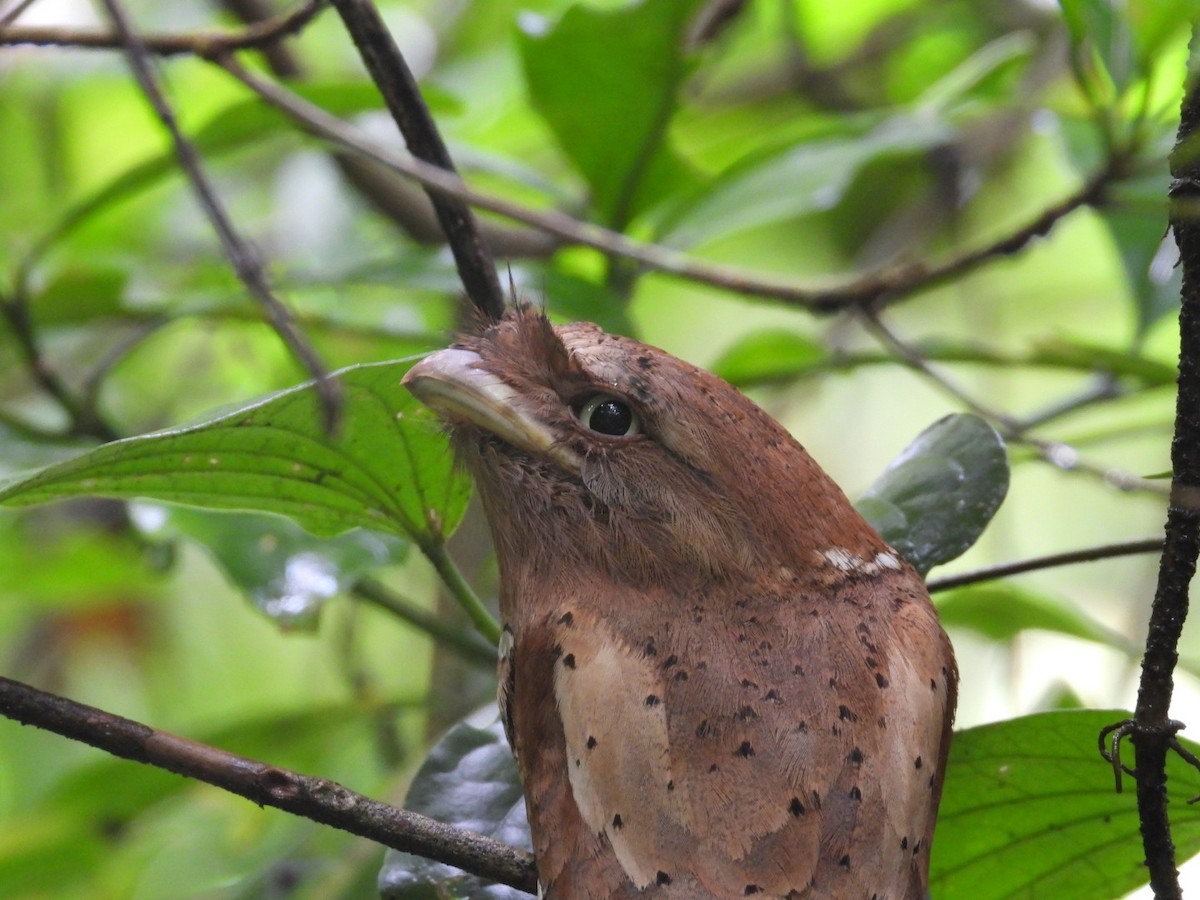 Sri Lanka Frogmouth - ML641048993