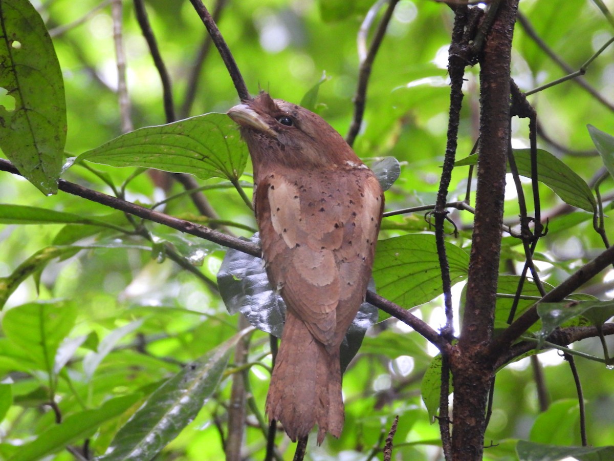 Sri Lanka Frogmouth - ML641048994