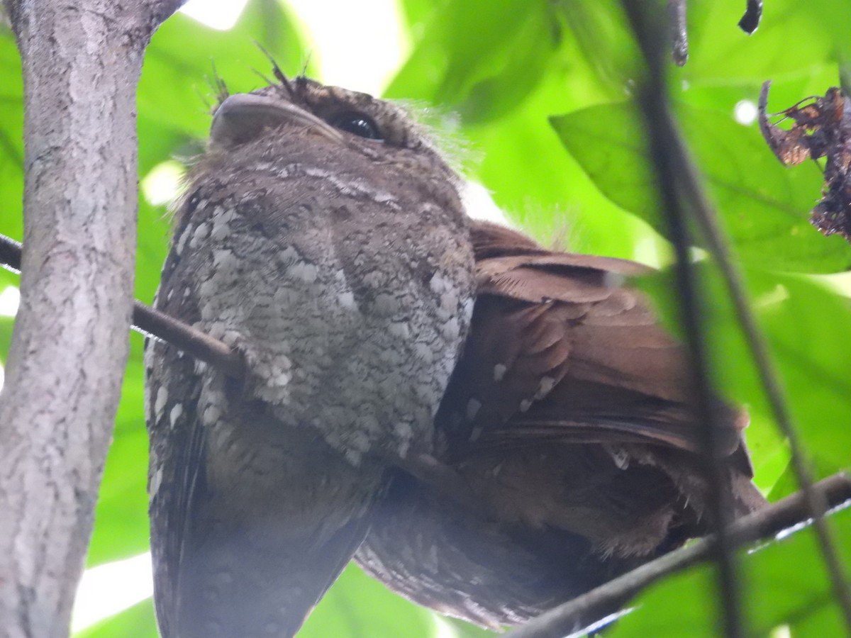 Sri Lanka Frogmouth - ML641048995