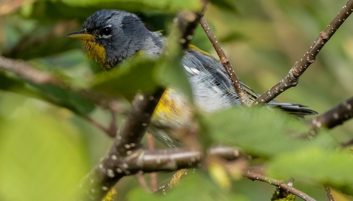Northern Parula - ML641049017