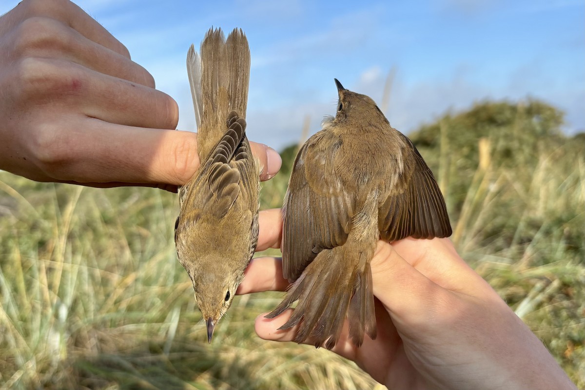 Marsh Warbler - ML641049021