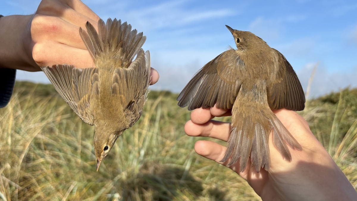 Marsh Warbler - ML641049022