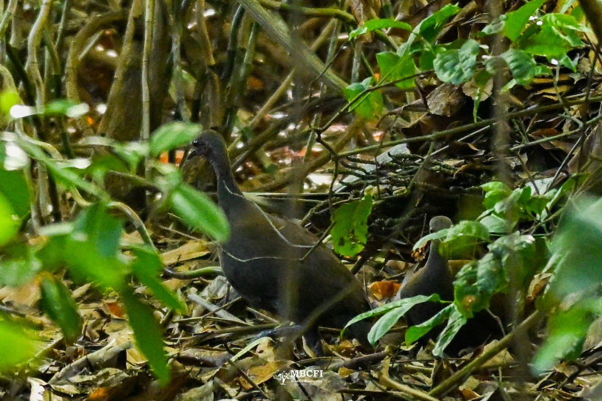 Philippinen-Großfußhuhn - ML641049052