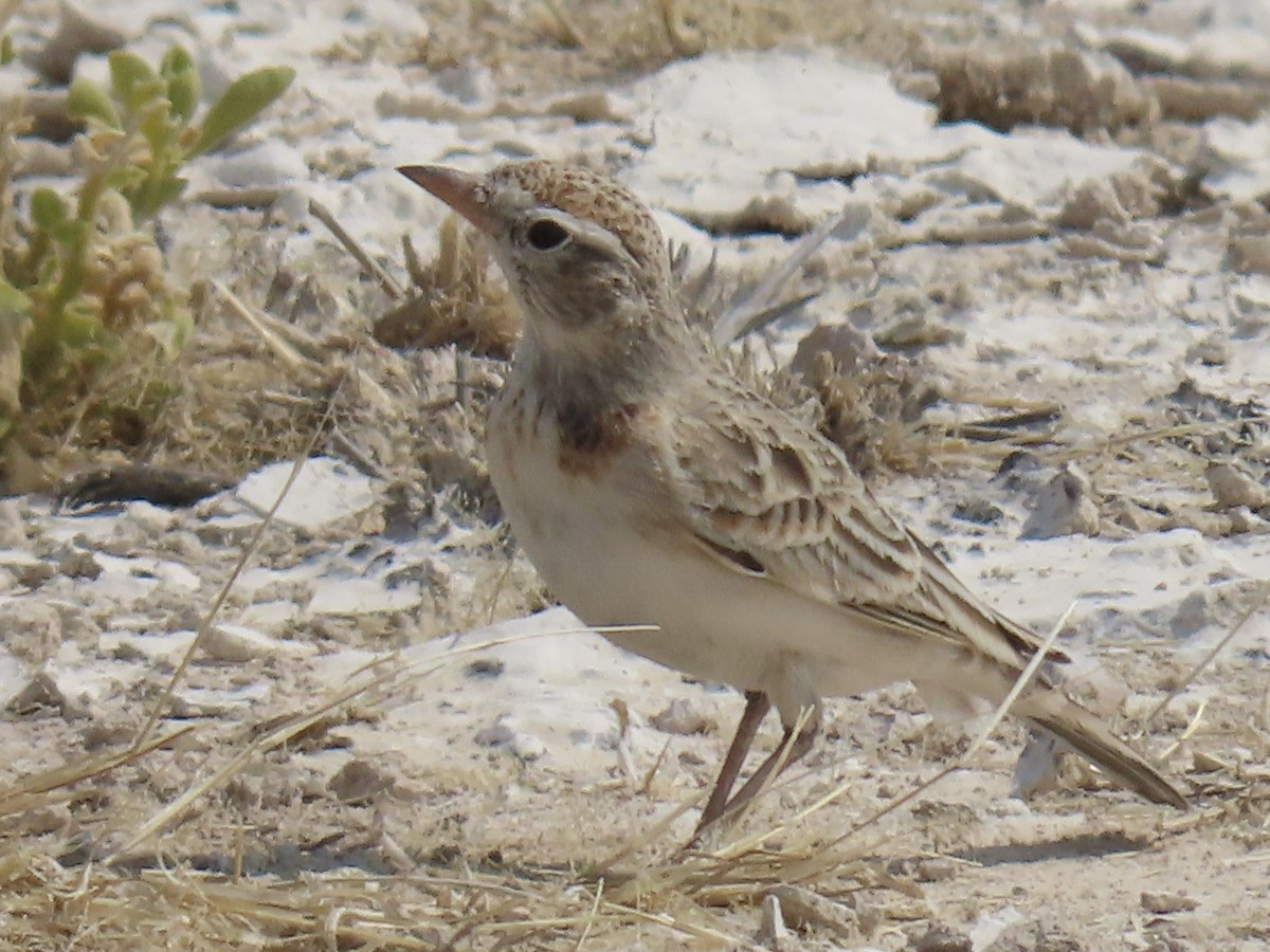 Red-capped Lark - ML641049056
