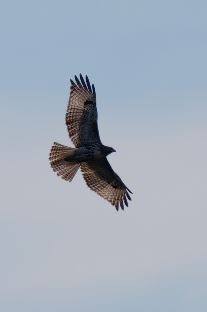 Red-tailed Hawk - ML641049068