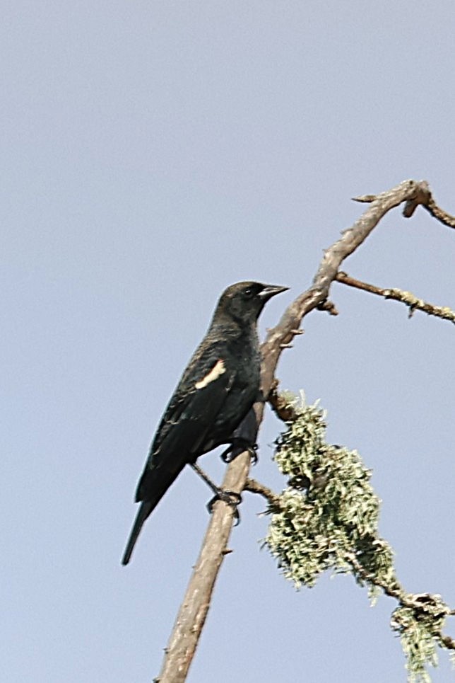 Tricolored Blackbird - ML641049078