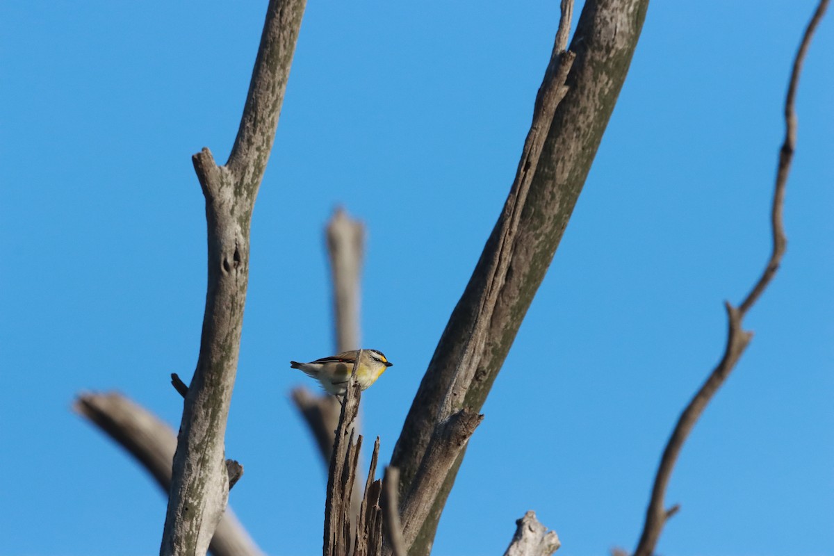 Striated Pardalote - ML641049091