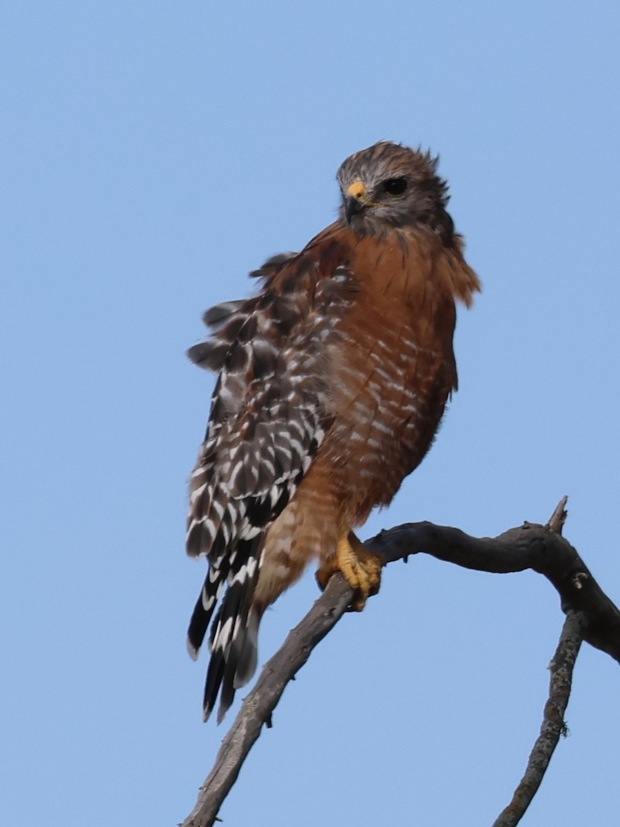 Red-shouldered Hawk - ML641049096