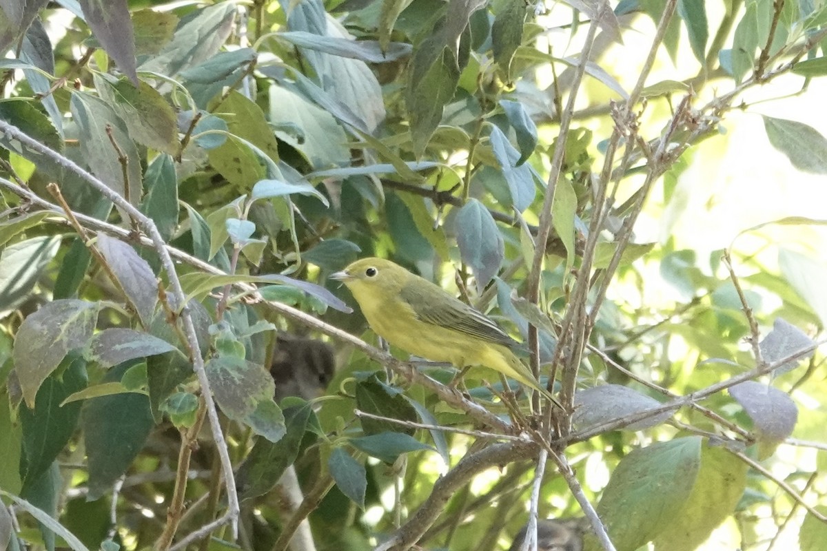 Yellow Warbler - ML641049105