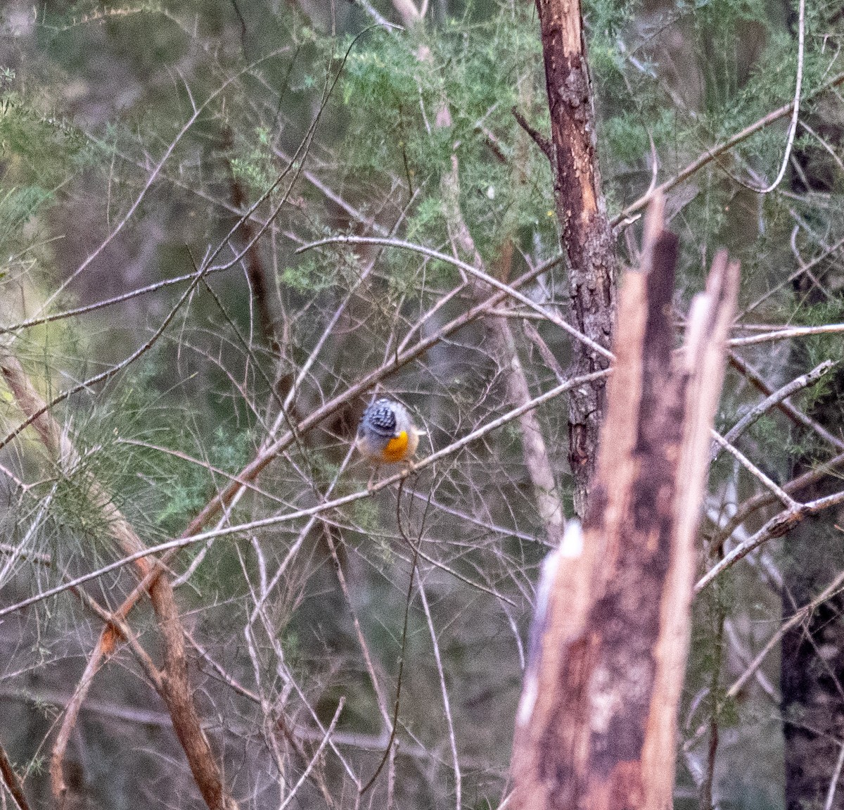 Spotted Pardalote - ML641049108